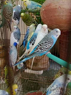 Australian Parrort Breeder Pair  Also Available Parbule Love Bird pair