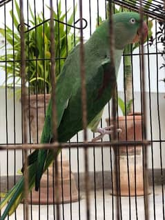 Pahari Raw Parrot female