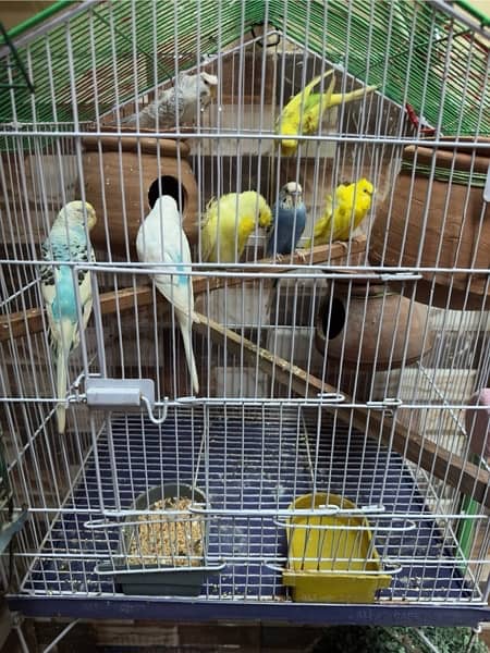 parrots with cage 1