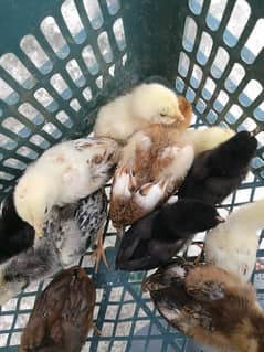 Aseel chicks urgent sale