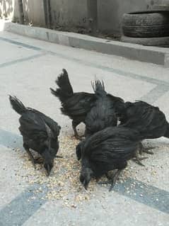 Ayam cemani Grey toung Day old chicks