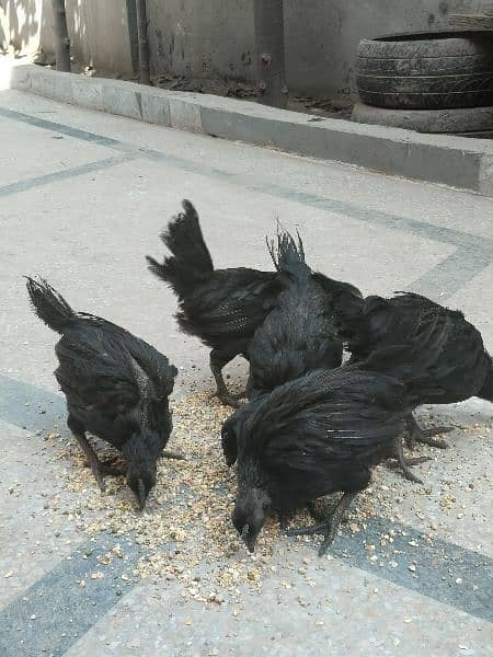 Ayam cemani Grey toung breeders 0