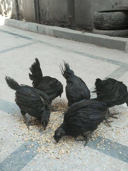 Ayam cemani Grey toung breeders 1