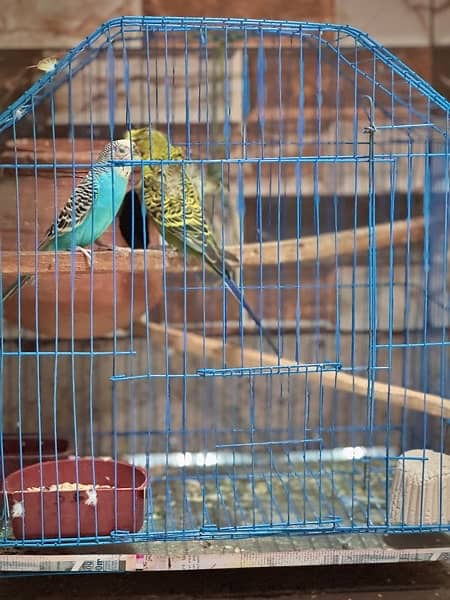 parrots with cage 2