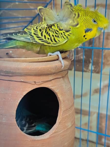 parrots with cage 3