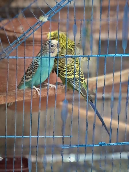 parrots with cage 4