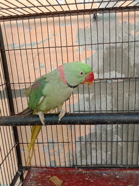 row parrot 2 male talking 5