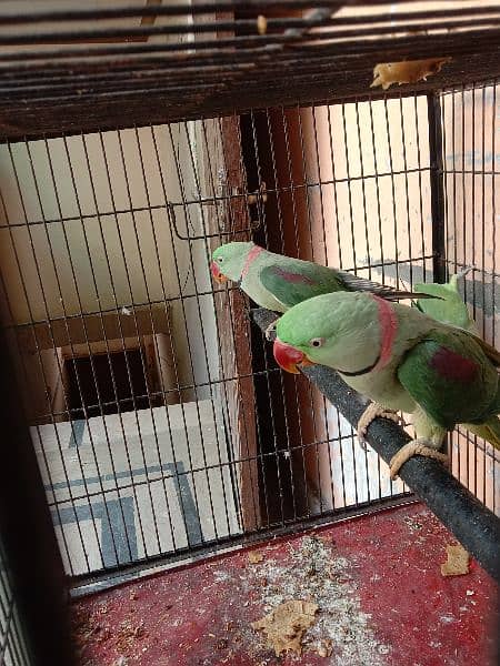 row parrot 2 male talking 9