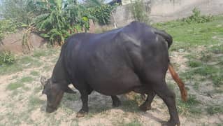 bufflou  for sale hai