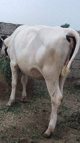 pure fresion heifer for sell 1