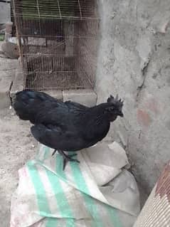 Ayam cemani male for sale