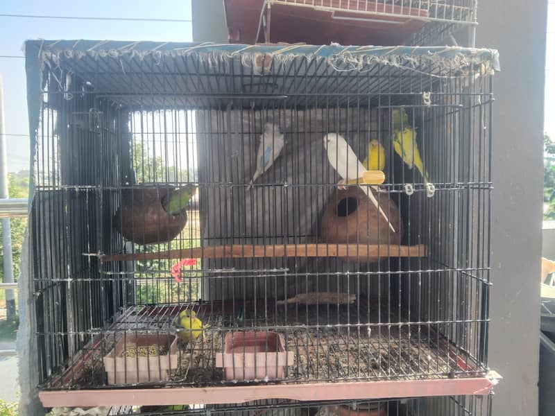 Love birds, cages, Australian 0