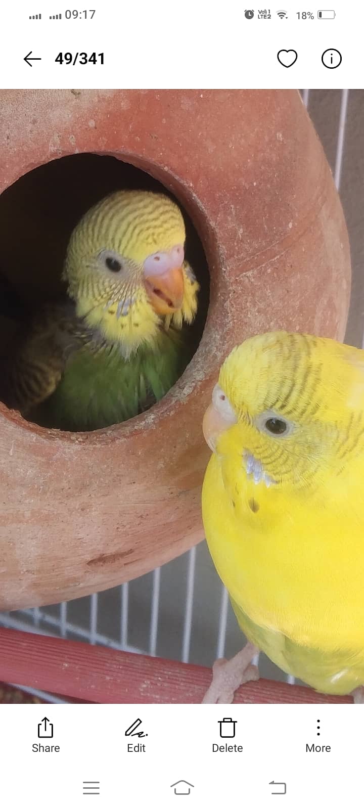 Love birds, cages, Australian 3