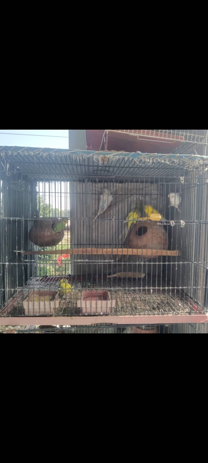 Love birds, cages, Australian 6