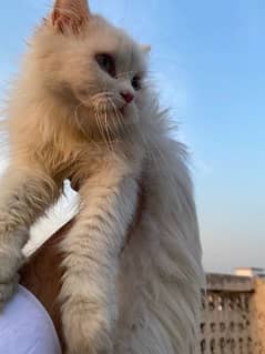 pure white Persian triple coated blue eyes cat 03029044007