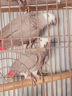 beautiful. african. grey. . parrot. . with. D. n. a. . pair. 7. . year