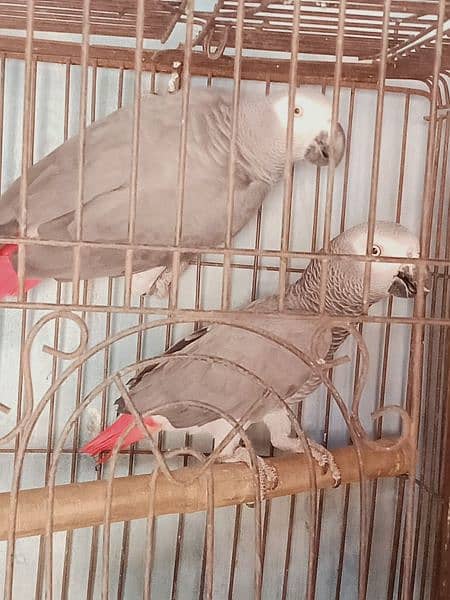 beautiful. african. grey. . parrot. . with. D. n. a. . pair. 7. . year 1