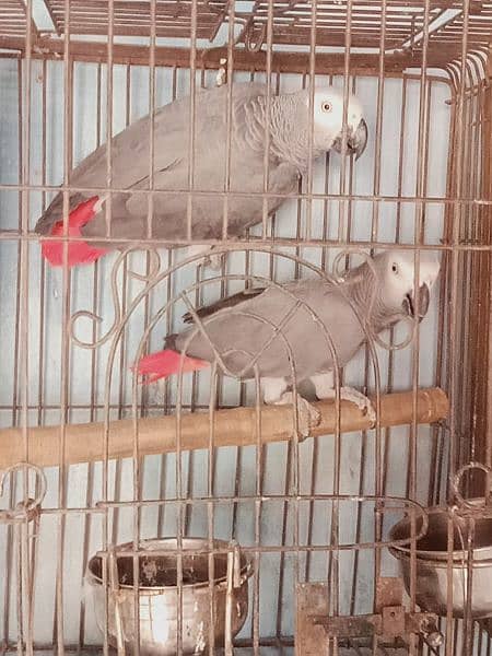 beautiful. african. grey. . parrot. . with. D. n. a. . pair. 7. . year 2