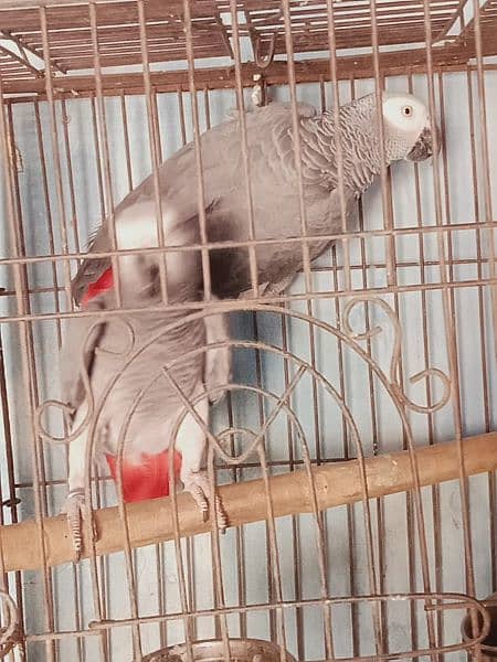 beautiful. african. grey. . parrot. . with. D. n. a. . pair. 7. . year 3