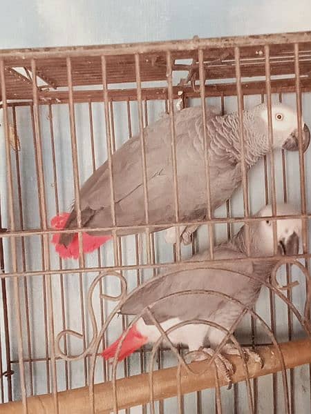 beautiful. african. grey. . parrot. . with. D. n. a. . pair. 7. . year 4