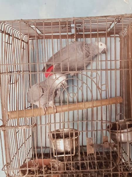 beautiful. african. grey. . parrot. . with. D. n. a. . pair. 7. . year 5