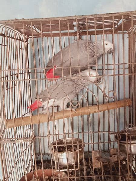 beautiful. african. grey. . parrot. . with. D. n. a. . pair. 7. . year 6