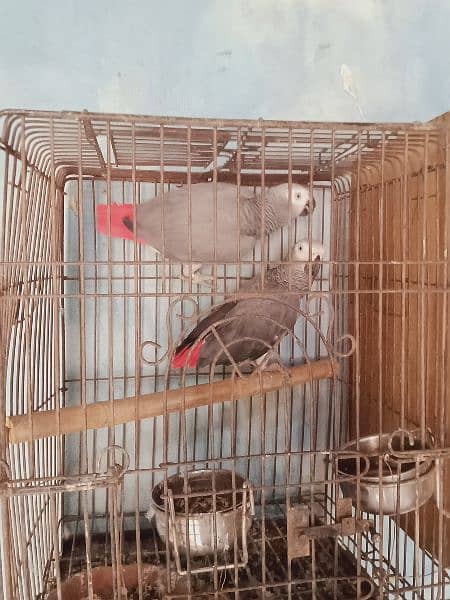 beautiful. african. grey. . parrot. . with. D. n. a. . pair. 7. . year 7