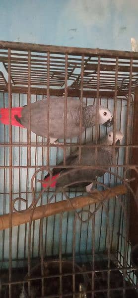 beautiful. african. grey. . parrot. . with. D. n. a. . pair. 7. . year 8