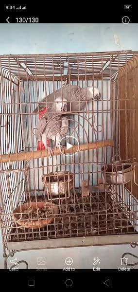 beautiful. african. grey. . parrot. . with. D. n. a. . pair. 7. . year 9