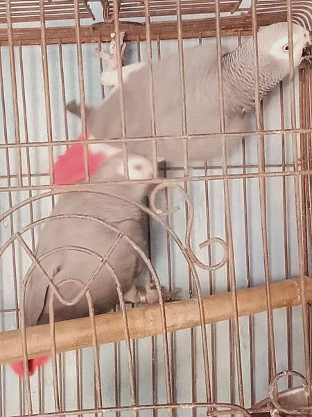 beautiful. african. grey. . parrot. . with. D. n. a. . pair. 7. . year 10