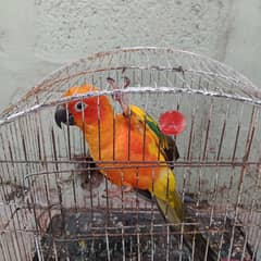 sun conure male 7 months age 0