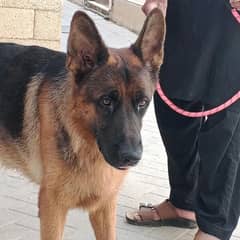 German Shepherd male or female