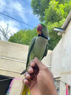 RAW PARROT