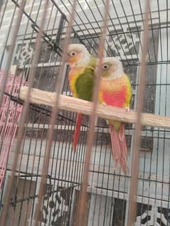 conure pair looking for new home