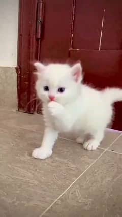 Persian cat eag 3 for sale 03366280758 WhatsApp