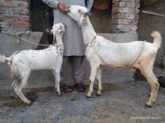 03037421160 Top Quality Taddy Cross bakri female bacha urgent ForSale