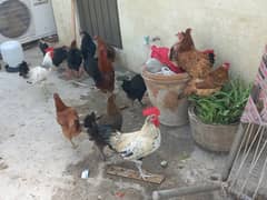 Misri Golden starter Hens For sale price 1500 per piece FNF