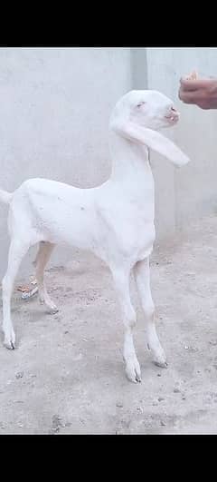 Rajanpuri pair / Rajanpuri Goat / Bakry / بکرے / White Goats