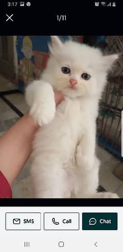 persian cat kitten