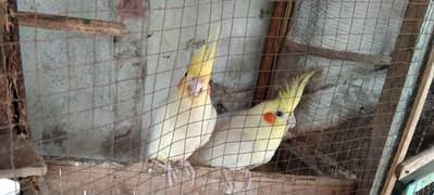 birds for sell