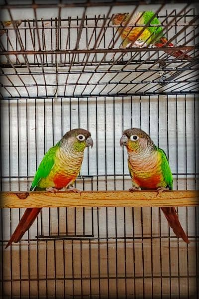 Sun conure / Green cheeked yellow sided conure DNA Tested 2