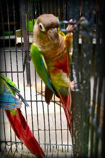 Sun conure / Green cheeked yellow sided conure DNA Tested 3