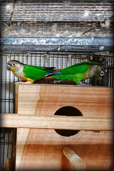 Sun conure / Green cheeked yellow sided conure DNA Tested 5