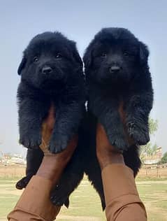 black German Shepherd puppies for sale