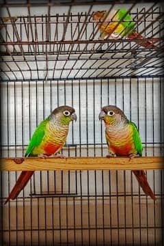 Green cheeked yellow sided conure DNA tested