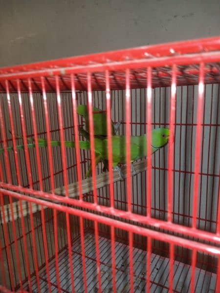 ringneck parrot 0