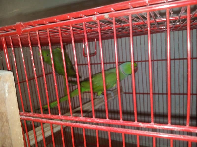 ringneck parrot 1