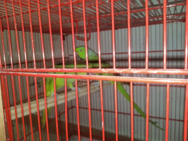 ringneck parrot 2