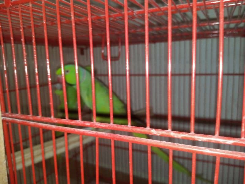 ringneck parrot 3