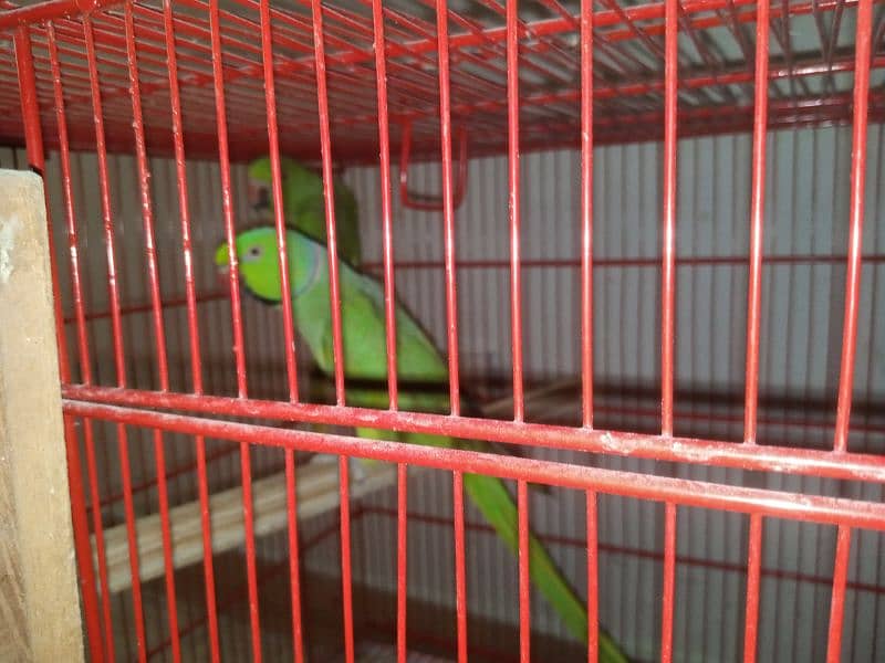 ringneck parrot 4